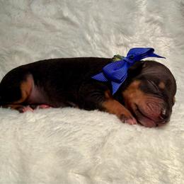 Buzz - Black and tan male American Hairless Terrier puppy in Westland, Michigan from Lazuli Great Danes & Bare Necessities American Hairless Terriers
