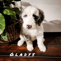 Gladys - Gray and white female Sheepadoodle puppy in Lehi, Utah from Iroz doodles