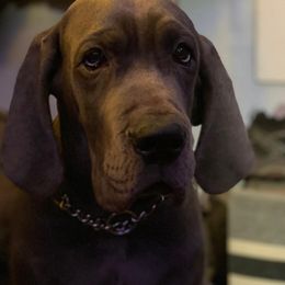 Great Danes from Anuska Kennels