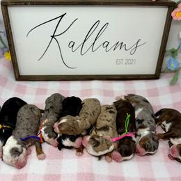 Bernedoodle puppies from Kallams Bernedoodles & Bernese Mountain Dogs