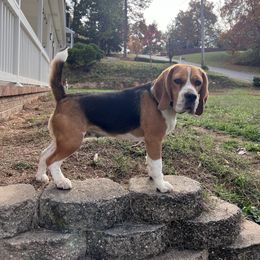Roxy - Beagle