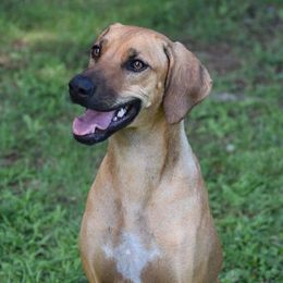 Cashmere - Rhodesian Ridgeback