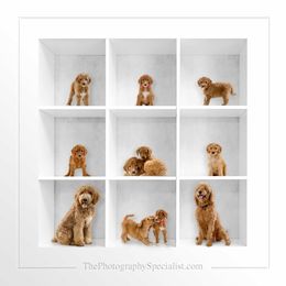 Goldendoodle and Poodle Puppies from Gloriasgoldendoodles