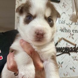 Ember - Red and white female Siberian Husky puppy in Walker, Louisiana from TRUHUSKY SIBERIANS