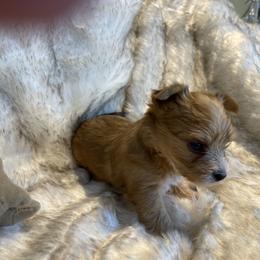 Peppa - Liver female Yorkshire Terrier puppy in Bennettsville, South Carolina from Cottonwood Maltese