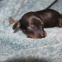 Jake - Red male Dachshund puppy in La Junta, Colorado from Royal King’s Mini Dachshunds