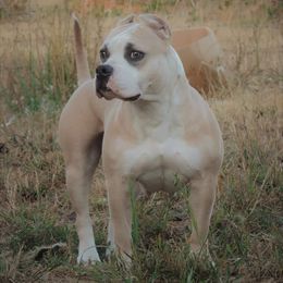Merrit - American Bully