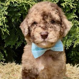 Freckles - Red merle male Aussiedoodle puppy in Denton, Maryland from Royal Conron Doodles