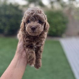 Leo - Apricot male Poodle puppy in Lathrop, California from Jamilette Delatorre's Poodles
