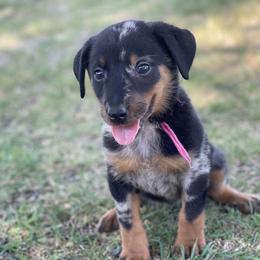 Beauceron and Doberman Pinscher Puppies from Elitehaus