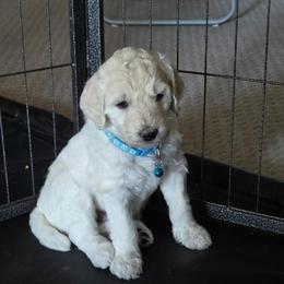 CAPTAIN - White male Poodle puppy in Aurora, Colorado from Simply Amazing Doodles