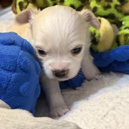 Gem - Cream and white male Chihuahua puppy in Amity, Pennsylvania from Rhoda and Verna