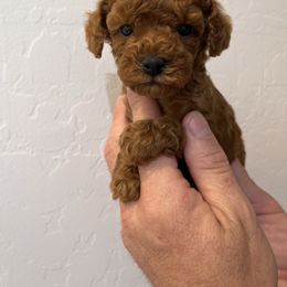 Girl 1 - Red  female Poodle puppy in Queen Creek, Arizona from Prestigious Toy Poodles