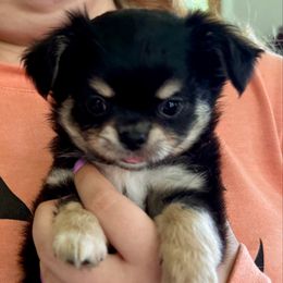 Cola - Black and tan male Chihuahua puppy in Saint Johns, Florida from Acme Chihuahuas (Cheeky Chis)