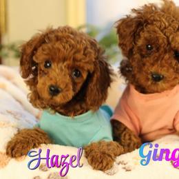 Poodle puppies from Christina Miller's Poodles