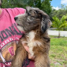 Girl 2 - Merle female Whoodle puppy in Sebastian, Florida from Perri’s Whoodles