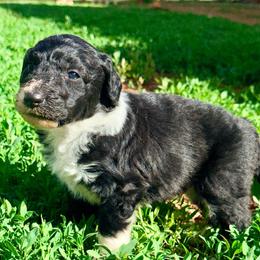 Batman - Black and white male Aussiedoodle puppy in Bedford, Virginia from Brandt Farms Aussiedoodles