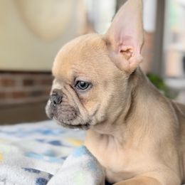 French Bulldogs from Amore Frenchies