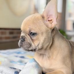 French Bulldogs from Amore Frenchies