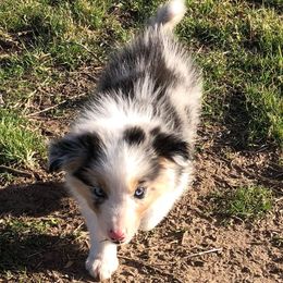 Border Collies from Seven Links Ranch