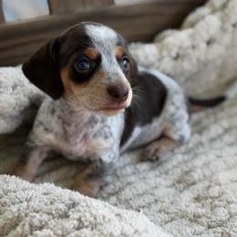 Chocolate And Tan Piebald Male 2 - Piebald male Dachshund puppy in Blackstone, Virginia from Cheyenne's Dachshunds