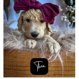 Thea - Cream female Poodle puppy in Detroit Lakes, Minnesota from Pickerel Pups
