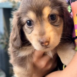 Dakota - Chocolate and cream female Dachshund puppy in Copperas Cove, Texas from Isalyn Dachshunds