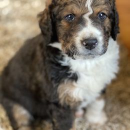Bernedoodle and Bernese Mountain Dog Puppies from Mountain Top Bernedoodles
