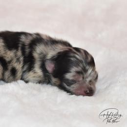 Girl 1 - Blue merle female Pomeranian puppy in Fort Jones, California from High Rocking Pom Poms