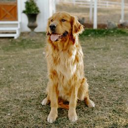 Gryffin - Golden Retriever