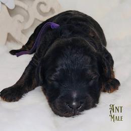 Ant - Phantom male Goldendoodle puppy in Beecher, Illinois from Erica’s Doodles