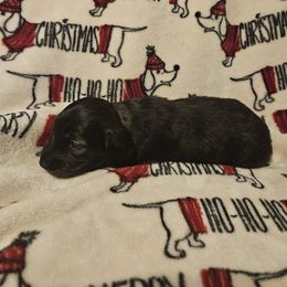 Mel - Brindle male Dachshund puppy in Spring Creek, Pennsylvania from Miles of Dachshunds