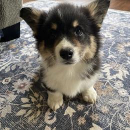 Toby - Black and tan male Pembroke Welsh Corgi puppy in Ramona, Oklahoma from Eden Farms Corgis