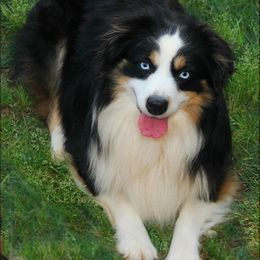 Ace - Miniature Australian Shepherd