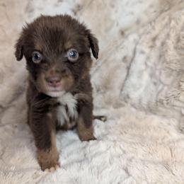 Scar - Red tri male Miniature Australian Shepherd puppy in Bend, Oregon from Wonderland Aussies