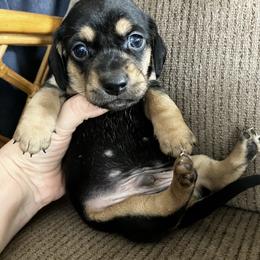 Oliver - Black and tan male Dachshund puppy in Brave, Pennsylvania from Small Tales Farm