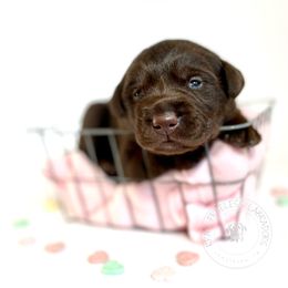 Labrador Retriever Puppies from RPAs Priceless Labradors