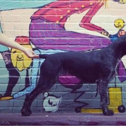 German Shepherds and German Wirehaired Pointers from Seelenfeuer German Shepherd Dogs