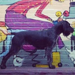 German Shepherds and German Wirehaired Pointers from Seelenfeuer German Shepherd Dogs