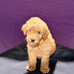 Harry - Red  male Poodle puppy in Bells, Texas from Partridge Doodles and Poodles