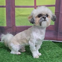 Zeus - Shih Tzu