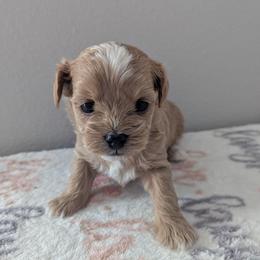 Mocha - Cream female Maltipoo puppy in Fife, Washington from Joyful Pups