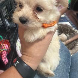 Ripley - Tan female Morkie puppy in Winston Salem, North Carolina from Patty’s Paws