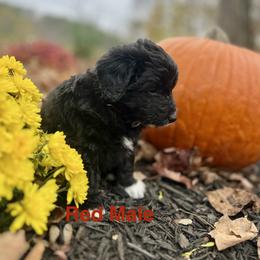 Aussiedoodle Puppies from Crabtree Farm Doodles