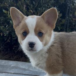 Kash - Red male Pembroke Welsh Corgi puppy in Beggs, Oklahoma from Blue Diamond Corgi’s