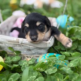 Black n cream 3- 2150 - Black and cream female Dachshund puppy in Nashville, Arkansas from Whisenhunt Farms
