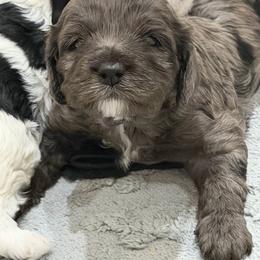 Linda - Merle female Cockapoo puppy in Miami, Florida from Peshos Cockapoos