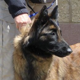 Jaz - Belgian Tervuren