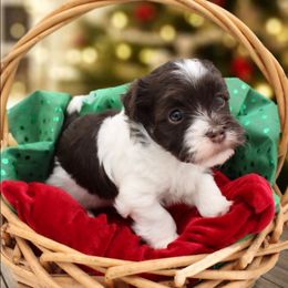 Cha Cha - Chocolate female Havanese puppy in Hendersonville, North Carolina from Grayfinn House