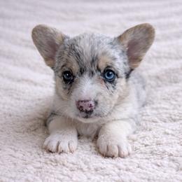 AKC - Quad Clear Merle - Girl 2 - Blue merle and white female Cardigan Welsh Corgi puppy in Tombstone, Arizona from WeVolution Off-Grid